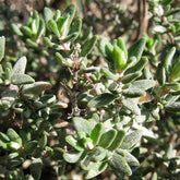 Thyme (Thymus vulgaris)